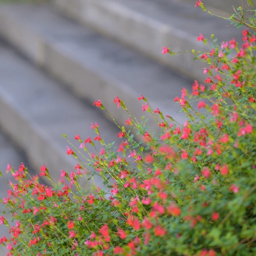 Accueil Marie Saint-Frai